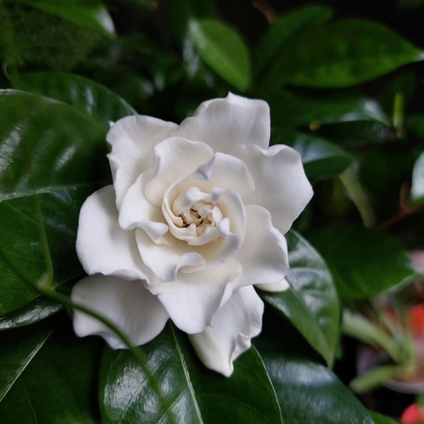 Gardenia Jasminoides