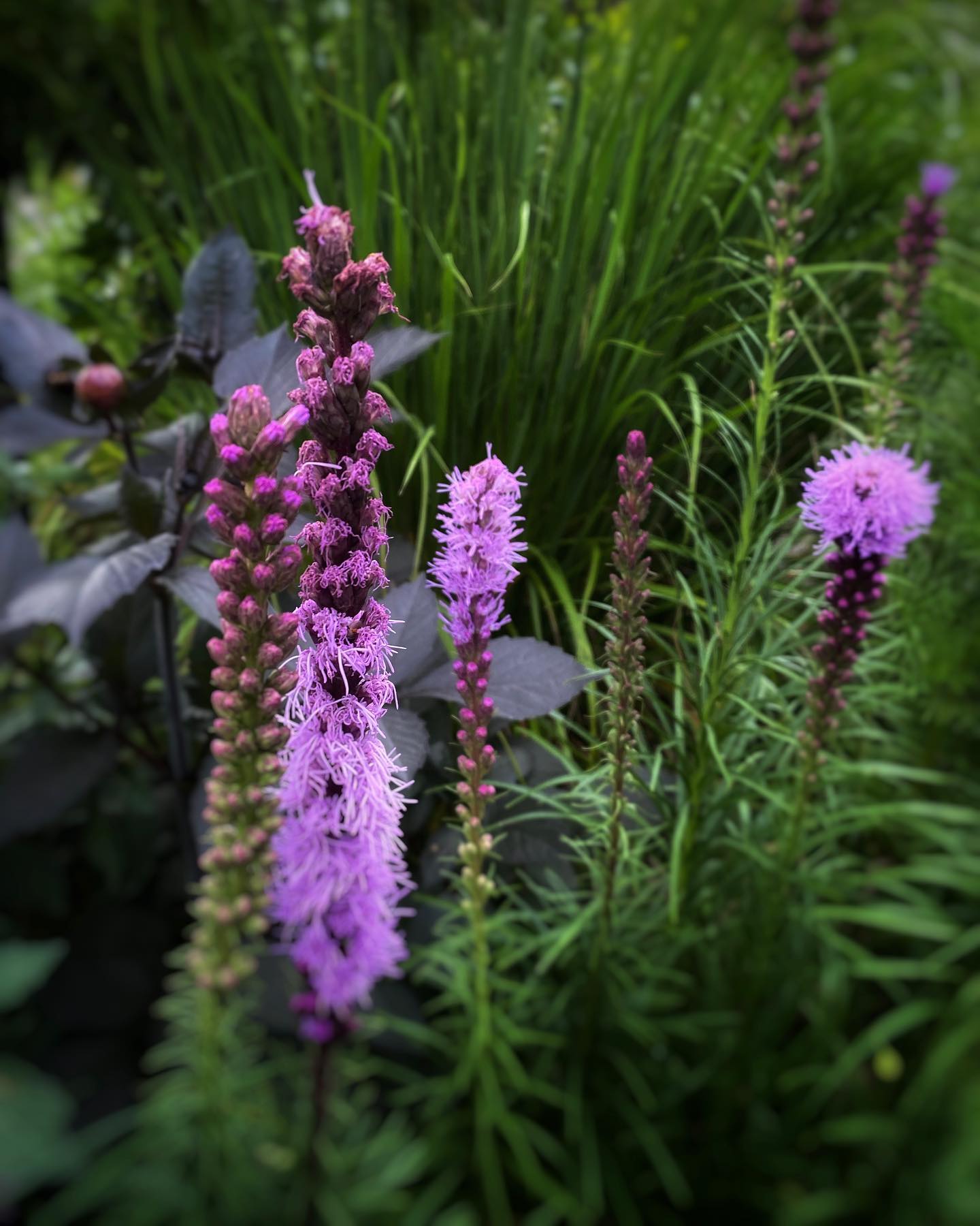 Liatris Spicata