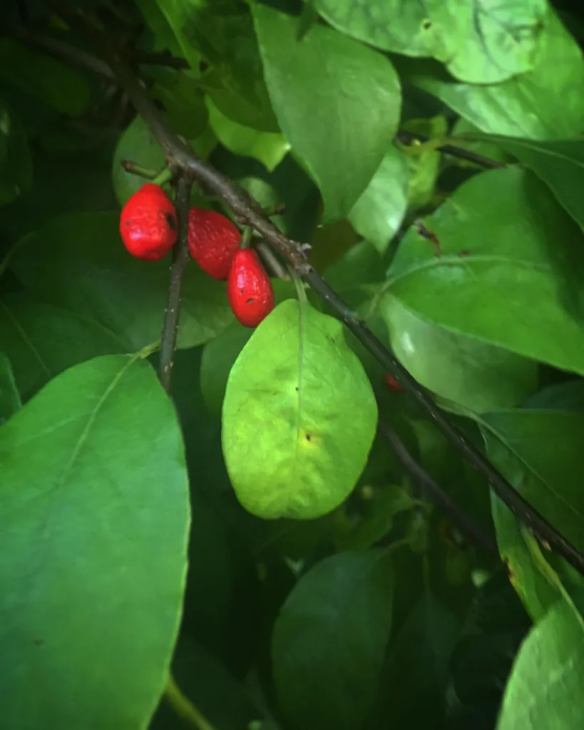 Lindera Benzoin