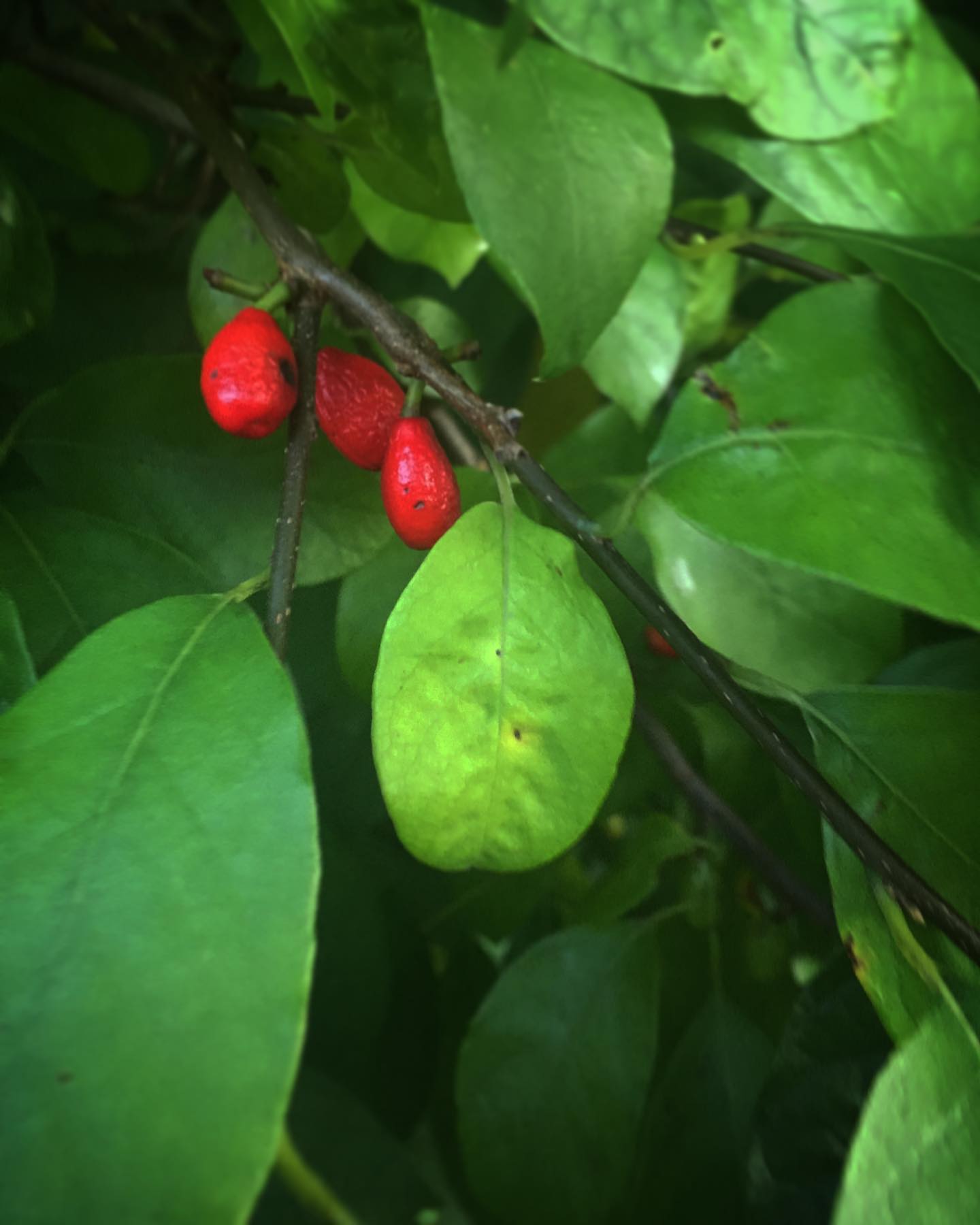 Plant FAQs: Lindera Benzoin - Northern Spicebush