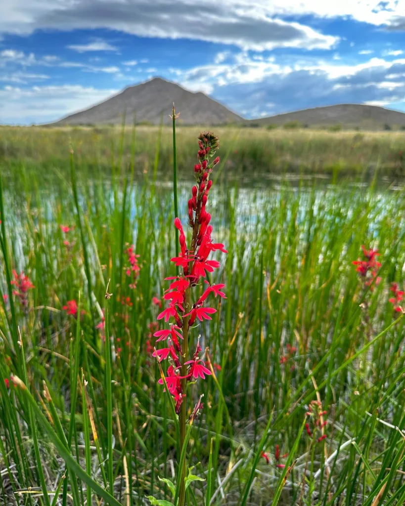 Lobelia Cardinalis