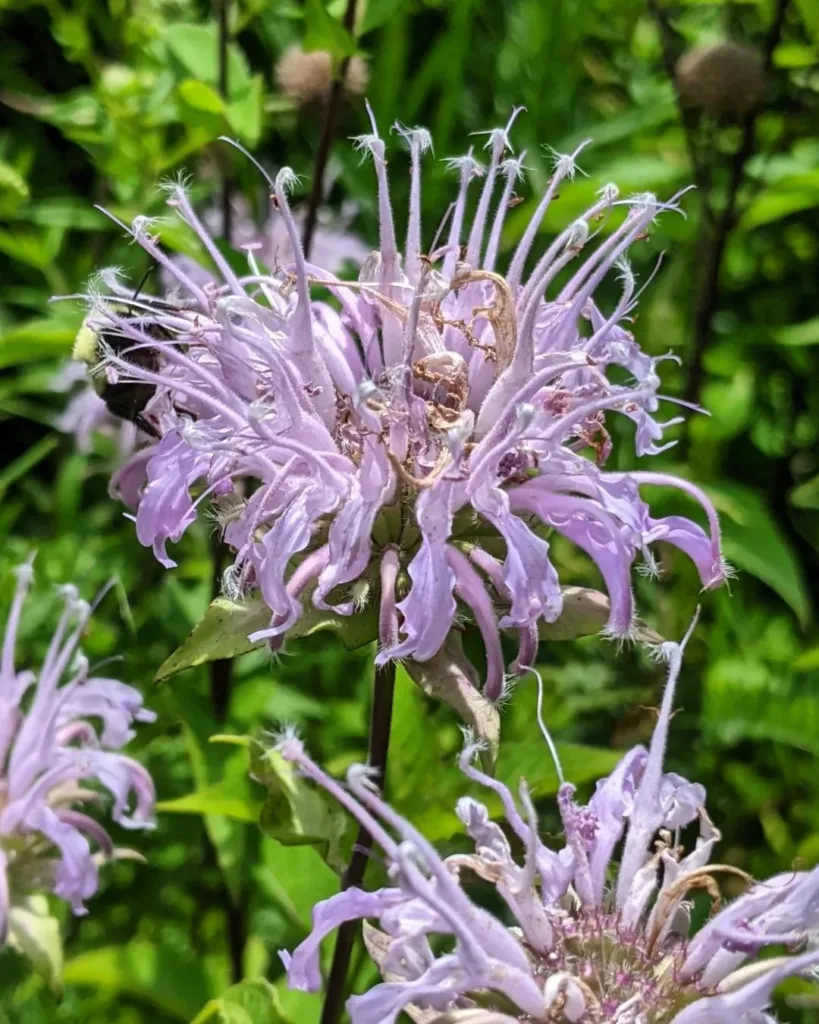 Monarda Fistulosa