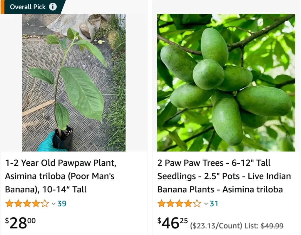 Pawpaw Tree