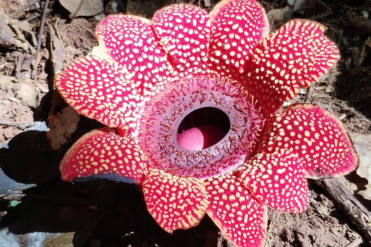 Plant FAQs Rafflesia Arnoldii Corpse Flower