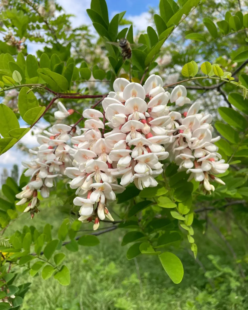 Robinia Pseudoacacia