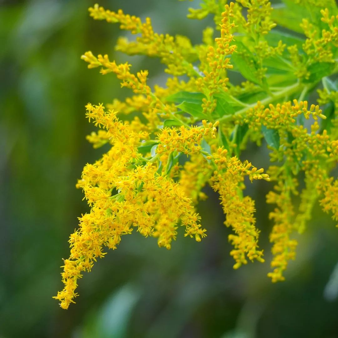 Solidago Canadensis