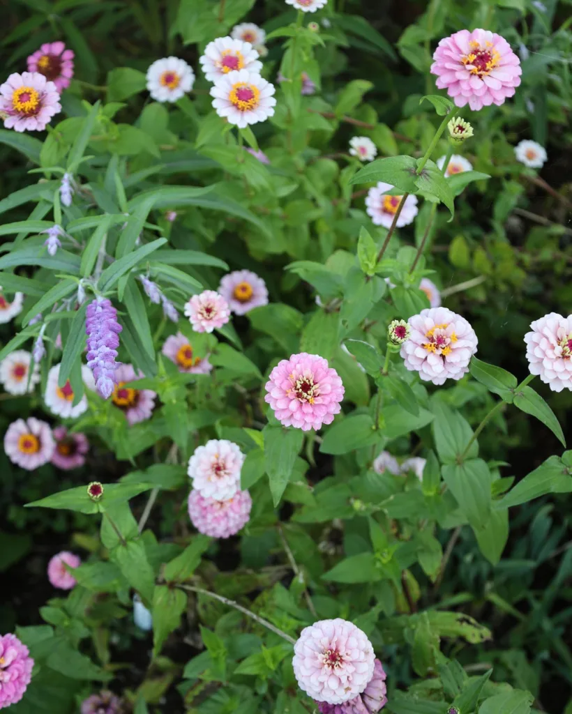 Zinnia Elegans