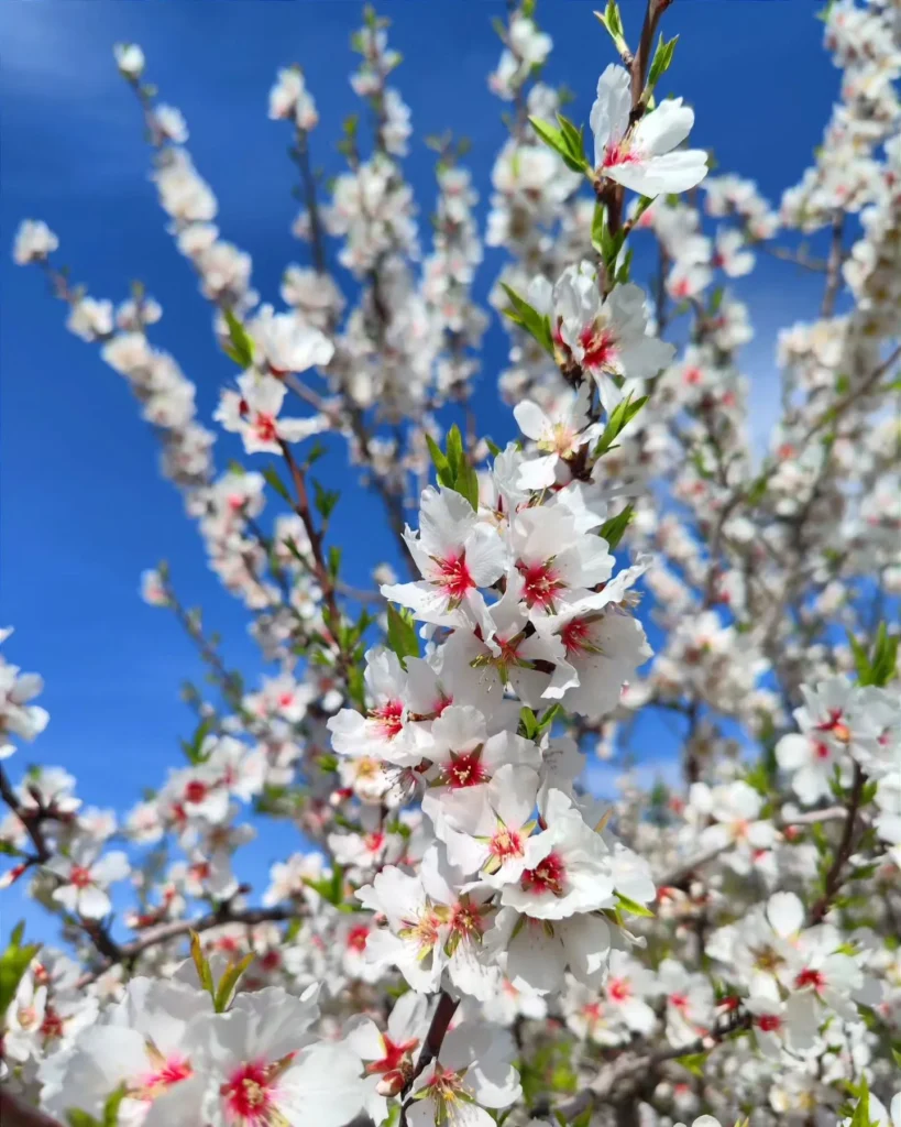 Almond Tree Plant 101 monsteraholic.com 1 | Monsteraholic