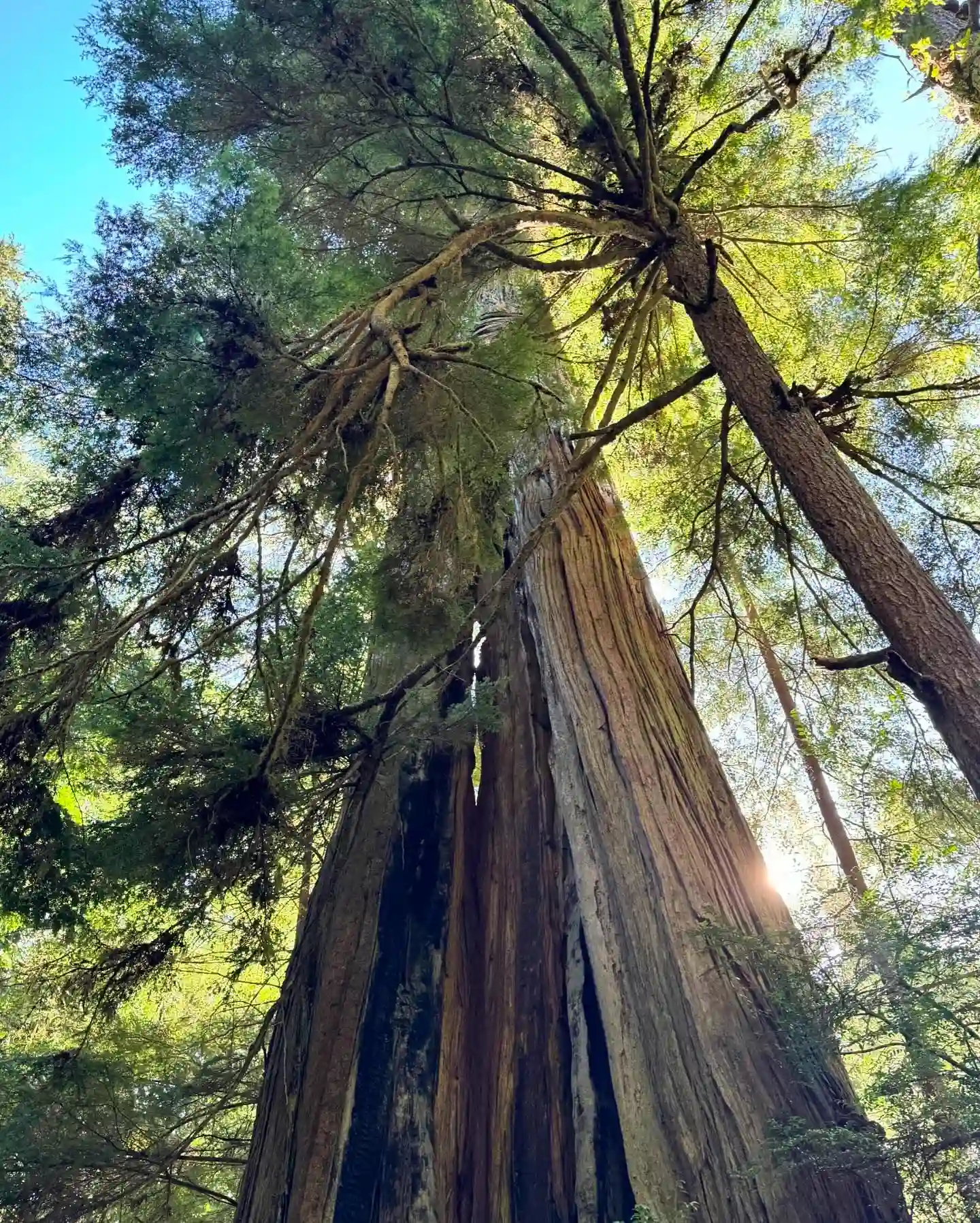 Plant FAQs: Cedar