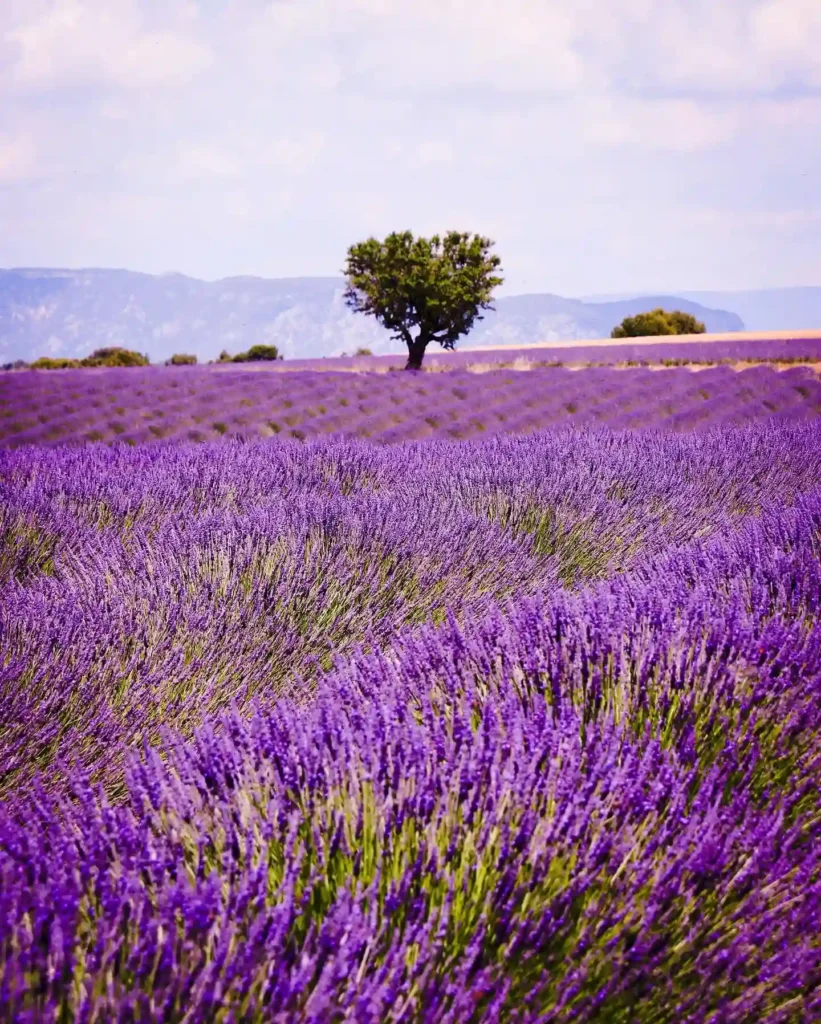 Plant FAQs: Lavender