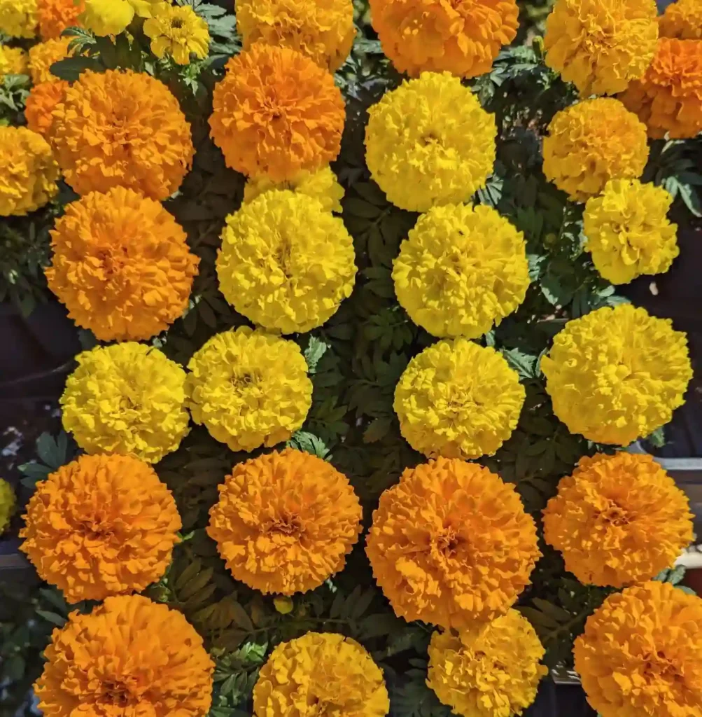 Marigolds