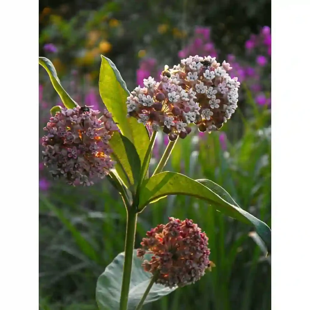 Milkweed