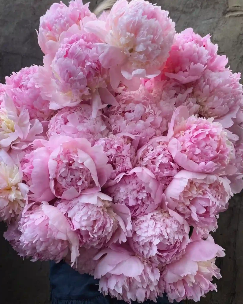 Peonies