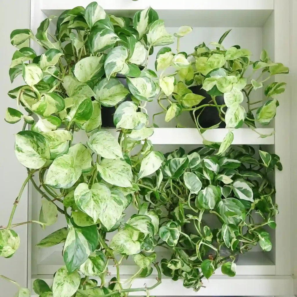 Plant FAQs: Pothos