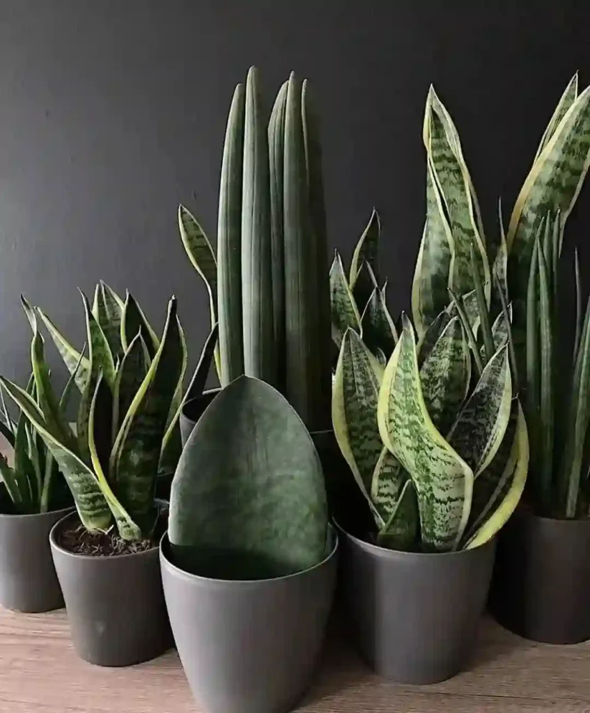 Plant FAQs: Snake Plant