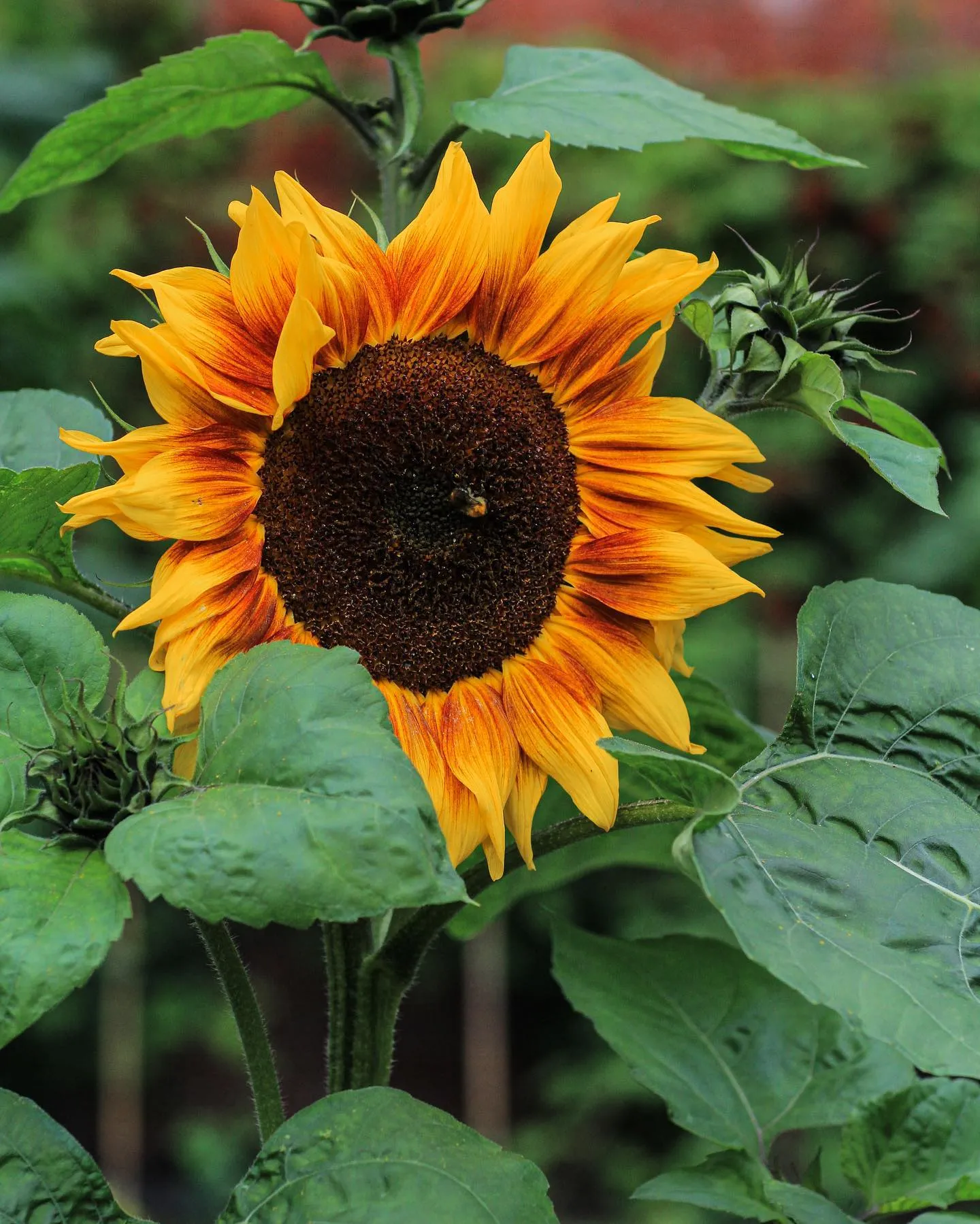 Plant FAQs: Sunflower