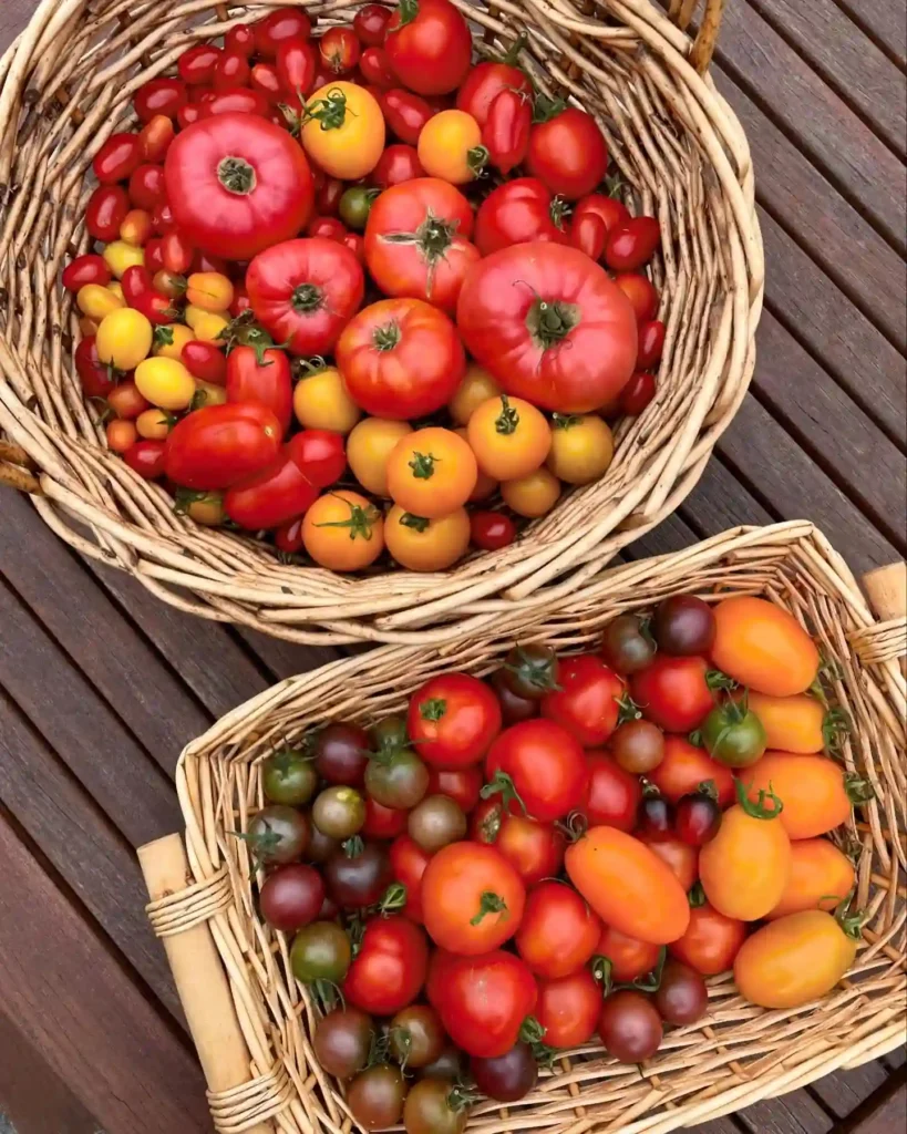 Plant FAQs: Tomato – Solanum Lycopersicum