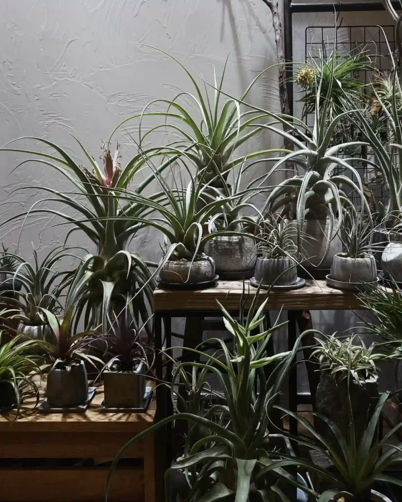 Air Plants