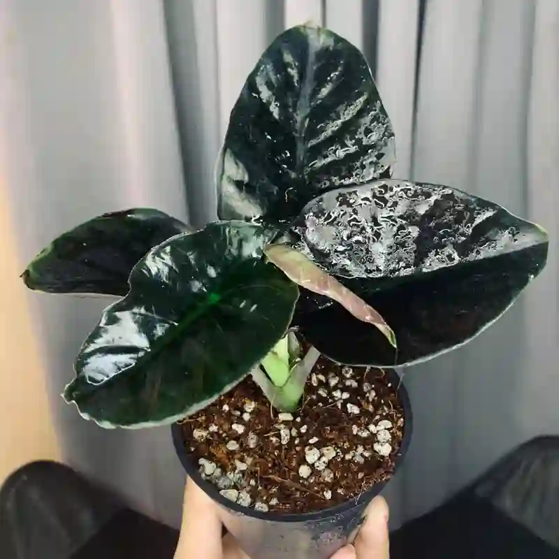 Alocasia Black Magic