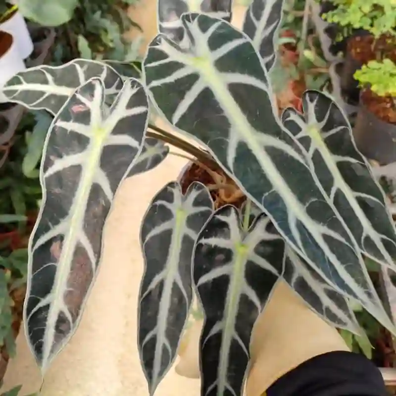 Alocasia Bambino