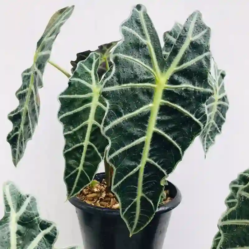 Alocasia Amazonica