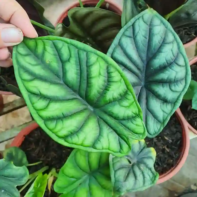 Alocasia Dragon Scale Pflege