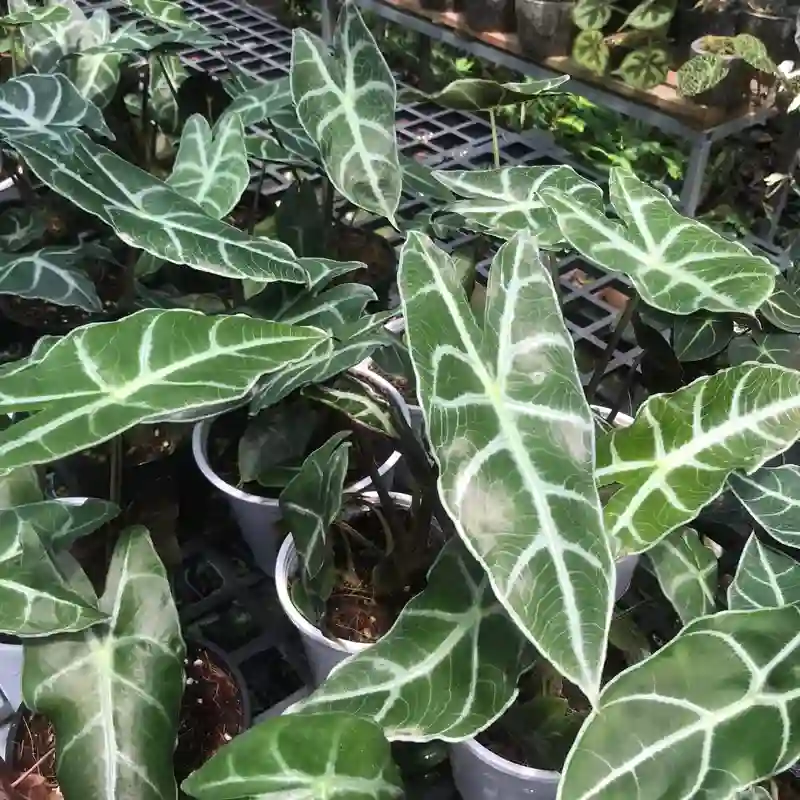 Alocasia Longiloba