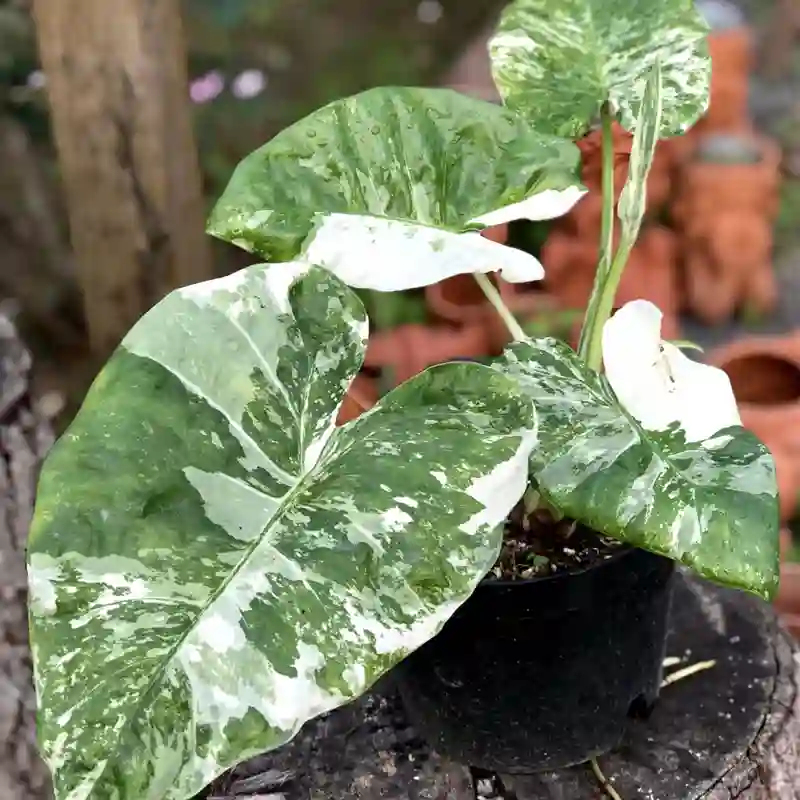 Alocasia Odora Variegata