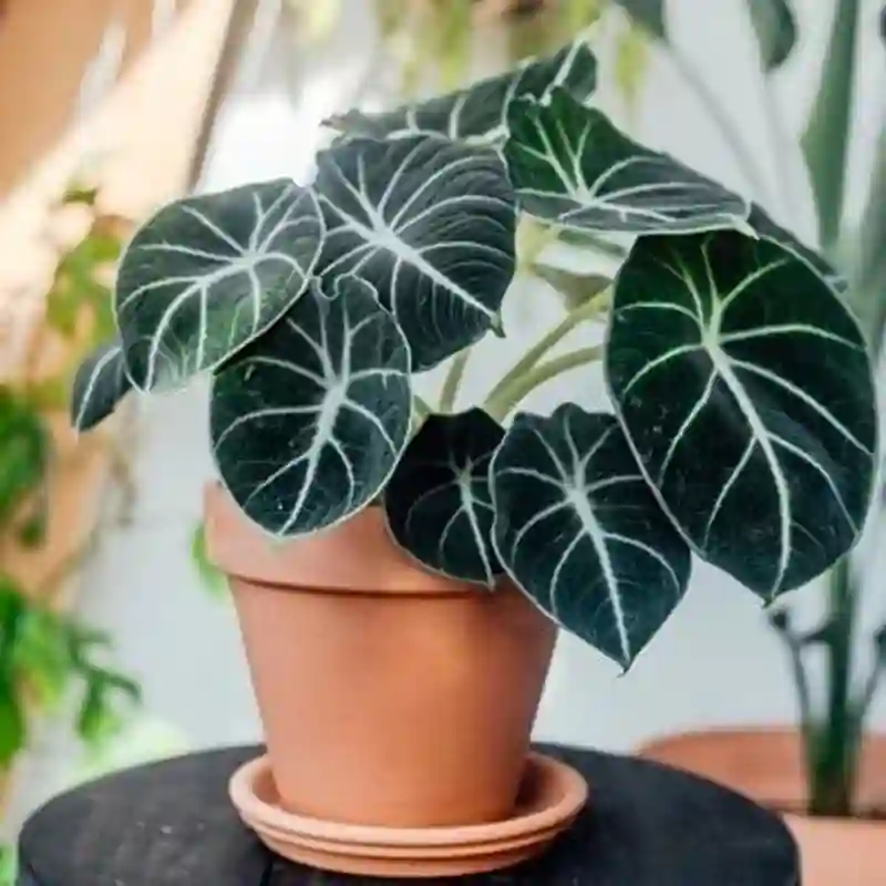 Alocasia Reginula