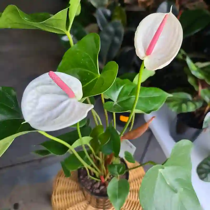 Anthurium Andreanum