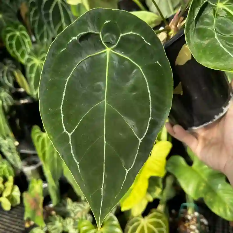 Anthurium Forgetii