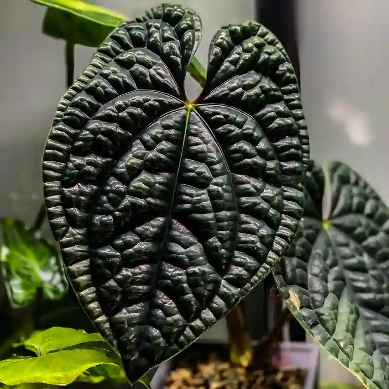 Anthurium Luxurians