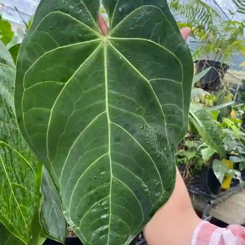 Anthurium Magnificum