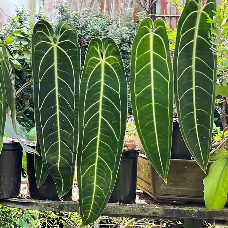 Anthurium Warocqueanum