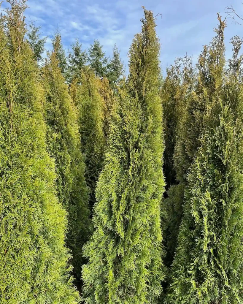 Arborvitae