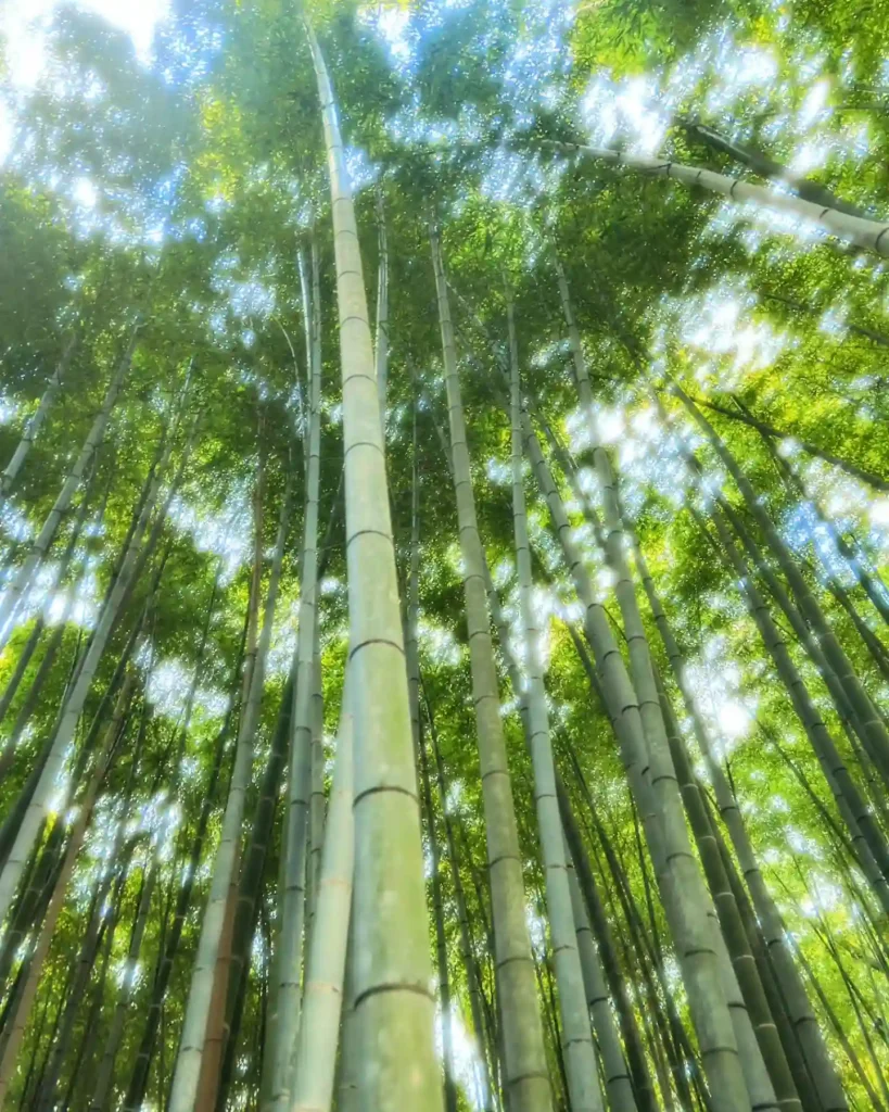 Bamboo