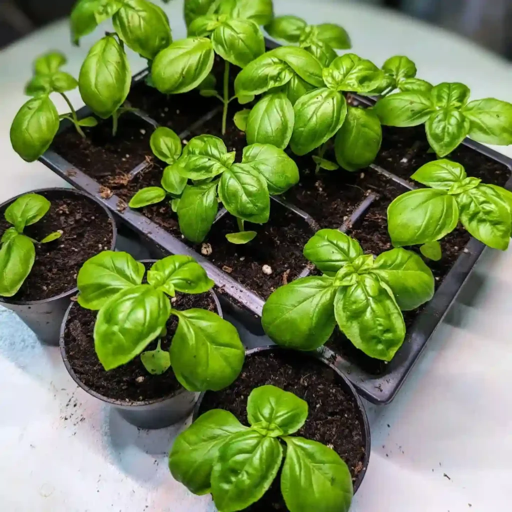 Basil Plant