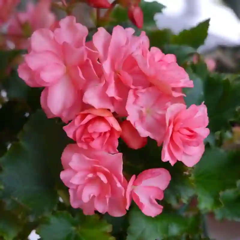 Plant FAQs: Begonia Solenia Light Pink