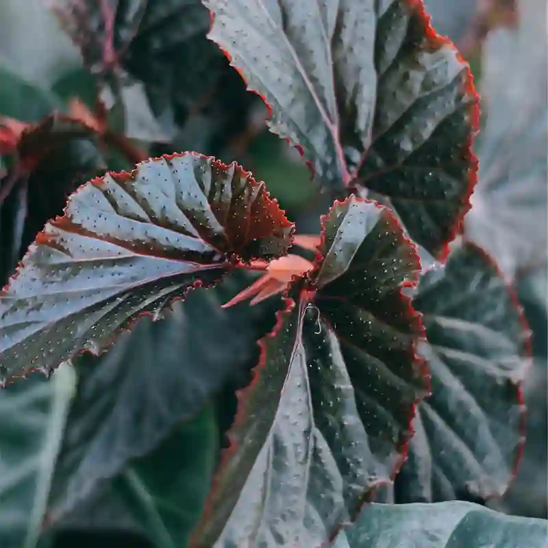 Begonia Arabian Sunset