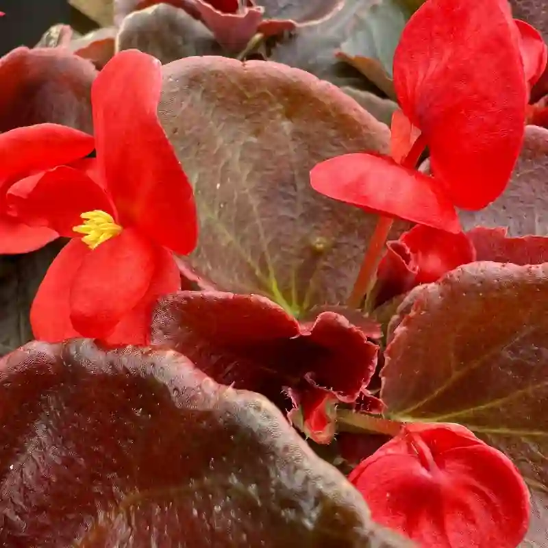 Bronze Leaf Begonia