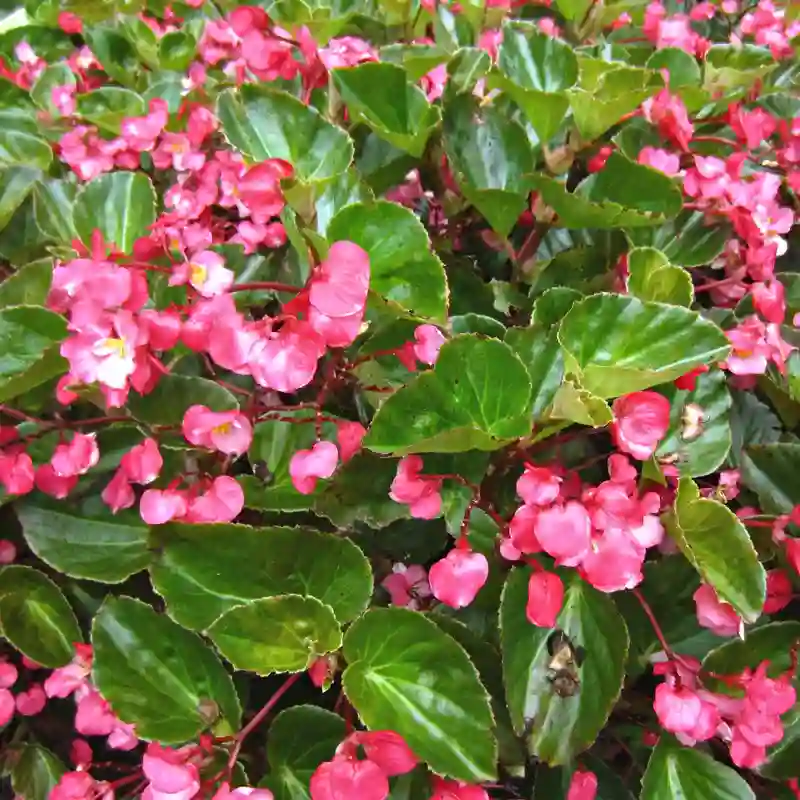 Begonia Big Rose Green Leaf