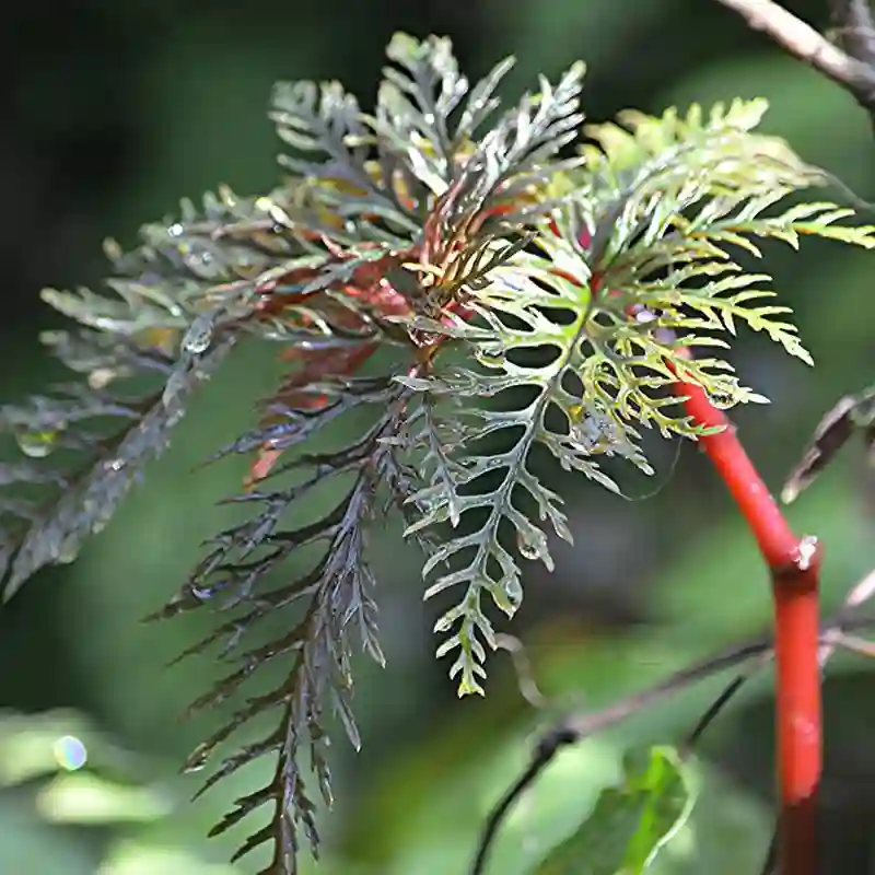 Begonia Bipinnatifida