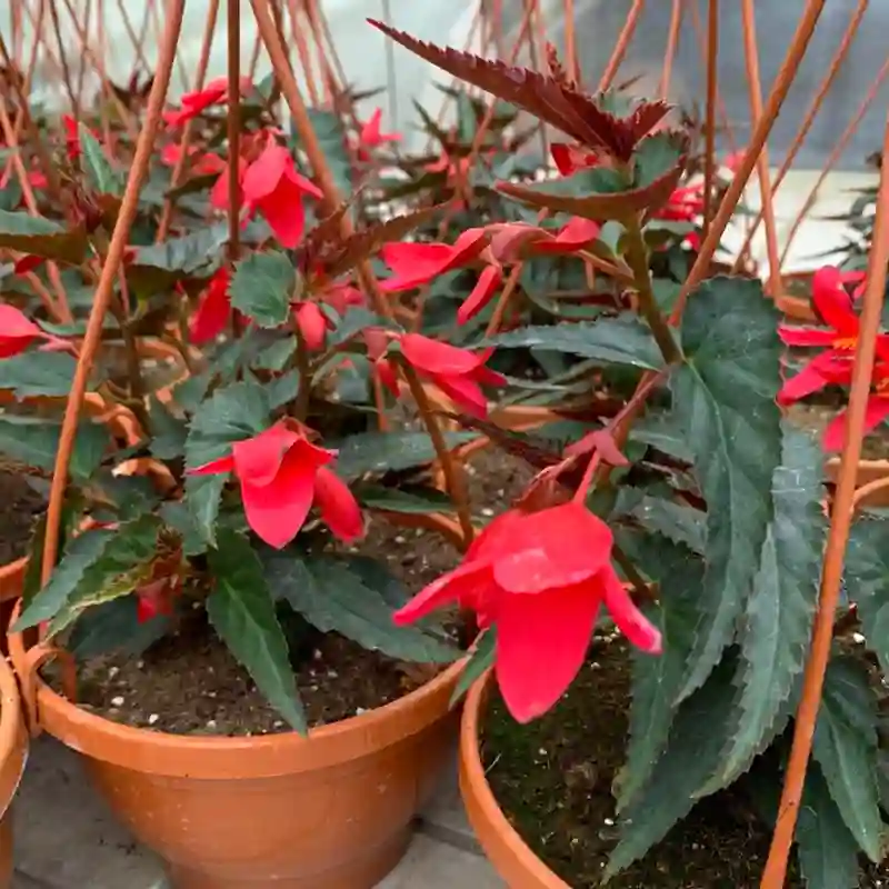 Begonia Boliviensis