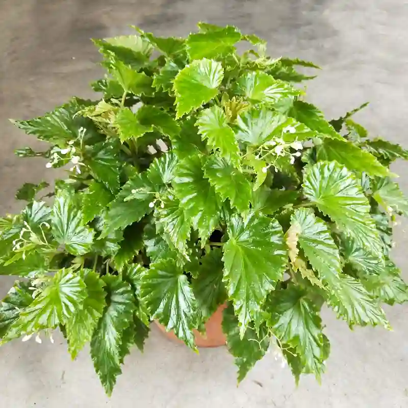 Begonia Borneensis