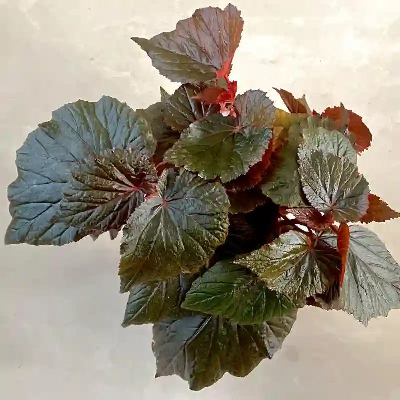 Begonia Burning Bush