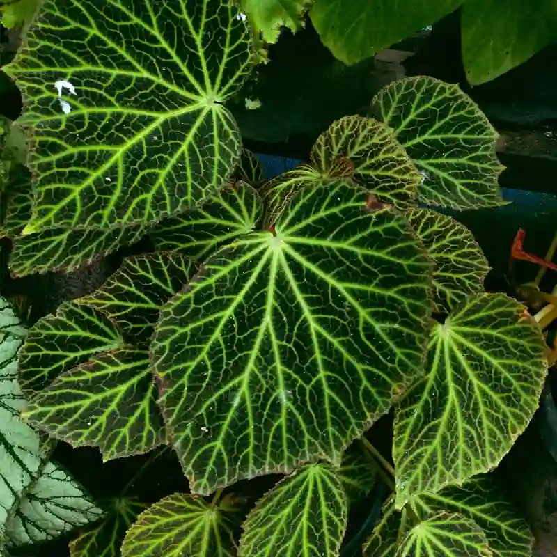 Begonia Chloroneura