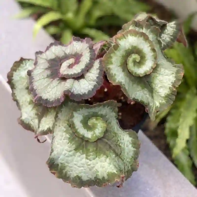 Begonia Escargot