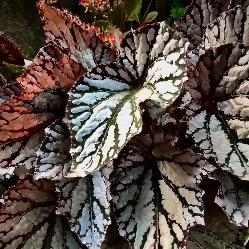 Begonia Fairy