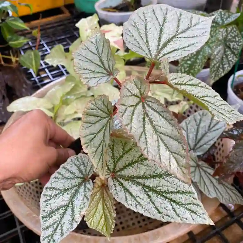 Begonia Frosty