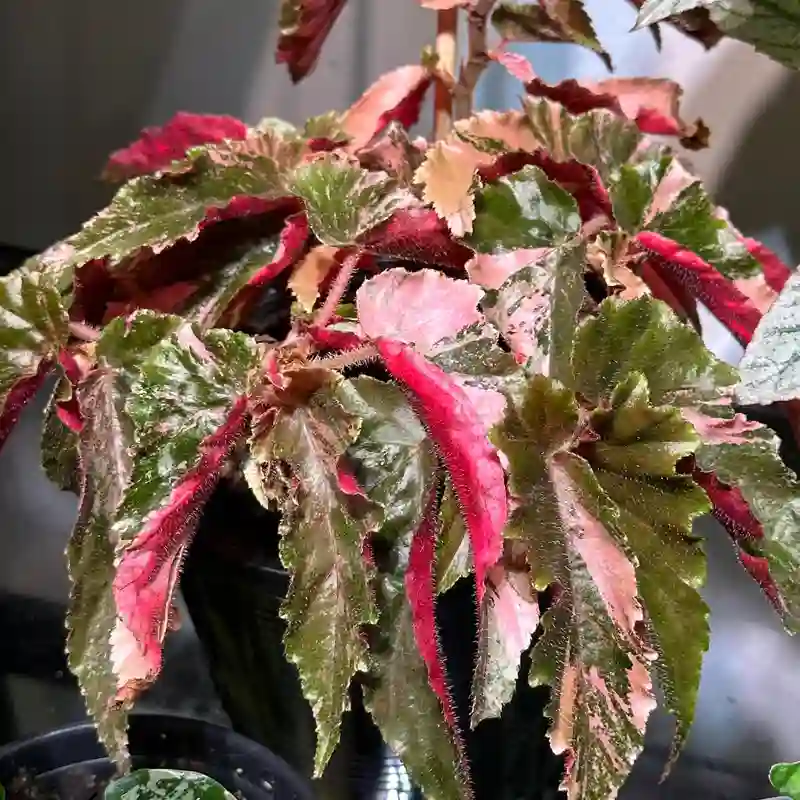 Begonia Ginny Galaxy